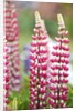 Schreiner Iris Gardens in Salem, Oregon by Anonymous