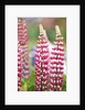 Schreiner Iris Gardens in Salem, Oregon by Anonymous
