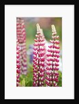 Schreiner Iris Gardens in Salem, Oregon by Corbis