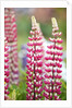 Schreiner Iris Gardens in Salem, Oregon by Anonymous