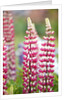 Schreiner Iris Gardens in Salem, Oregon by Anonymous