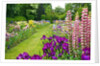 Schreiner Iris Gardens in Salem, Oregon by Anonymous