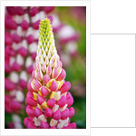 Schreiner Iris Gardens in Salem, Oregon by Anonymous