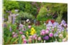 Schreiner Iris Gardens in Salem, Oregon by Anonymous