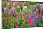Schreiner Iris Gardens in Salem, Oregon by Anonymous
