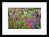 Schreiner Iris Gardens in Salem, Oregon by Anonymous