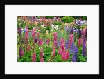 Schreiner Iris Gardens in Salem, Oregon by Anonymous