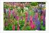 Schreiner Iris Gardens in Salem, Oregon by Anonymous