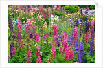 Schreiner Iris Gardens in Salem, Oregon by Anonymous