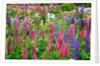 Schreiner Iris Gardens in Salem, Oregon by Anonymous