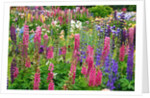 Schreiner Iris Gardens in Salem, Oregon by Anonymous