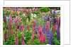 Schreiner Iris Gardens in Salem, Oregon by Anonymous