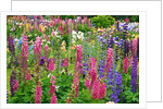 Schreiner Iris Gardens in Salem, Oregon by Anonymous