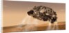 Curiosity and Descent Stage by Anonymous