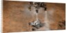 Curiosity Touching Down by Anonymous