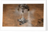 Curiosity Touching Down by Anonymous