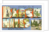 Greetings from the Black Hills, South Dakota by Anonymous