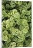 Spruce Shrub close-up, Washington, USA by Anonymous