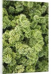 Spruce Shrub close-up, Washington, USA by Anonymous