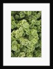 Spruce Shrub close-up, Washington, USA by Anonymous