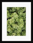 Spruce Shrub close-up, Washington, USA by Anonymous