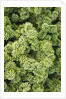 Spruce Shrub close-up, Washington, USA by Anonymous