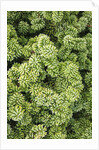 Spruce Shrub close-up, Washington, USA by Anonymous