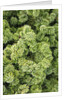 Spruce Shrub close-up, Washington, USA by Anonymous