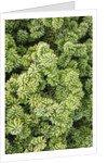 Spruce Shrub close-up, Washington, USA by Anonymous