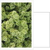 Spruce Shrub close-up, Washington, USA by Anonymous