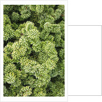 Spruce Shrub close-up, Washington, USA by Anonymous