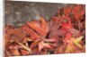 Maple Leaves covered in frost Mill Creek, Washington, USA by Anonymous