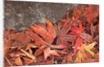 Maple Leaves covered in frost Mill Creek, Washington, USA by Anonymous
