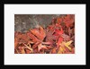 Maple Leaves covered in frost Mill Creek, Washington, USA by Anonymous
