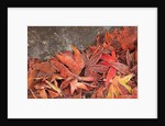 Maple Leaves covered in frost Mill Creek, Washington, USA by Anonymous