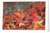 Maple Leaves covered in frost Mill Creek, Washington, USA by Anonymous