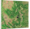 Pine Bark Beetle Damage to Forests, before image by Anonymous