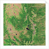 Pine Bark Beetle Damage to Forests, before image by Anonymous