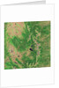 Pine Bark Beetle Damage to Forests, before image by Anonymous