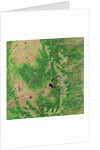 Pine Bark Beetle Damage to Forests, before image by Anonymous