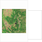 Pine Bark Beetle Damage to Forests, before image by Anonymous