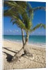 Palm trees on beach, Playa El Cortecito, Bavaro, Dominican Republic by Anonymous