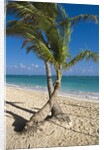 Palm trees on beach, Playa El Cortecito, Bavaro, Dominican Republic by Anonymous