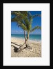 Palm trees on beach, Playa El Cortecito, Bavaro, Dominican Republic by Anonymous