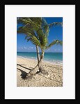 Palm trees on beach, Playa El Cortecito, Bavaro, Dominican Republic by Anonymous