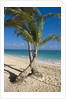 Palm trees on beach, Playa El Cortecito, Bavaro, Dominican Republic by Anonymous