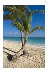 Palm trees on beach, Playa El Cortecito, Bavaro, Dominican Republic by Anonymous
