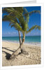 Palm trees on beach, Playa El Cortecito, Bavaro, Dominican Republic by Anonymous
