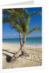 Palm trees on beach, Playa El Cortecito, Bavaro, Dominican Republic by Anonymous