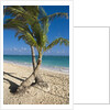 Palm trees on beach, Playa El Cortecito, Bavaro, Dominican Republic by Anonymous